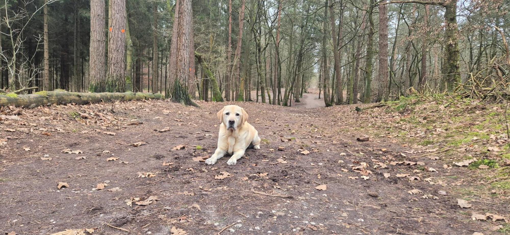 Het Veluwse Boshuisje Knus Chalet Met Omheinde Tuin Op De Veluwe Хундерло Екстериор снимка