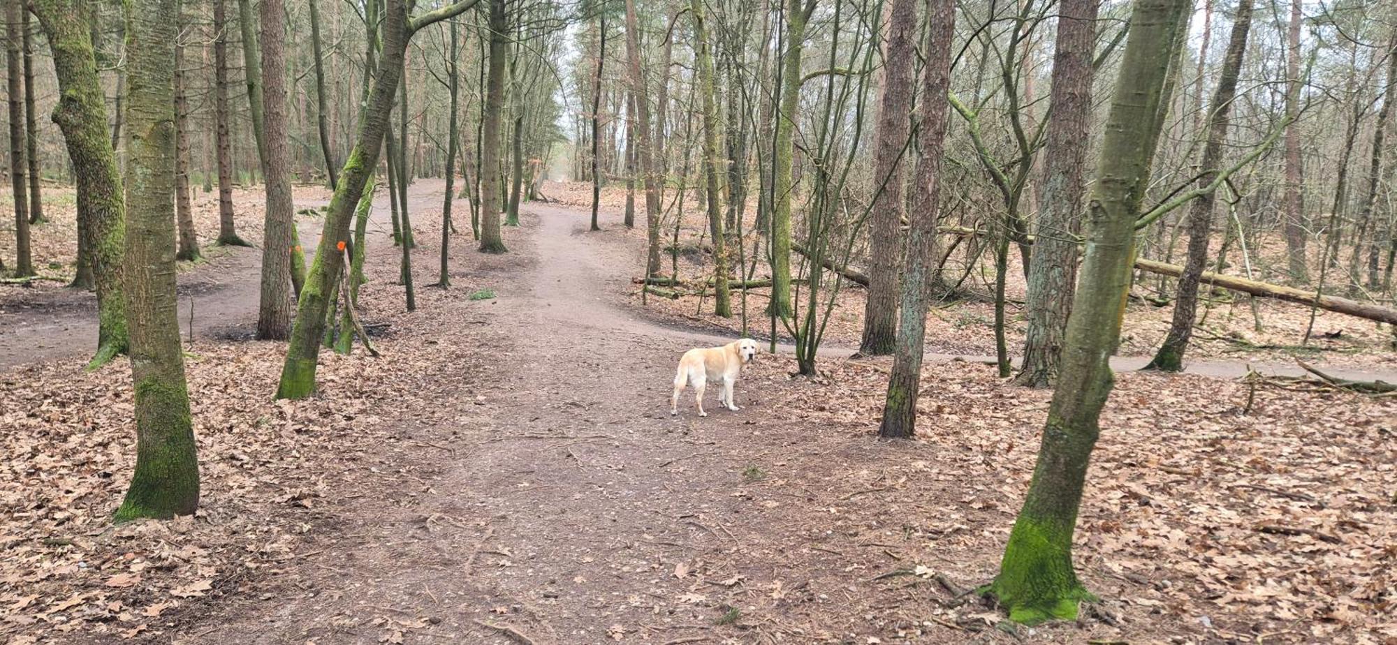 Het Veluwse Boshuisje Knus Chalet Met Omheinde Tuin Op De Veluwe Хундерло Екстериор снимка